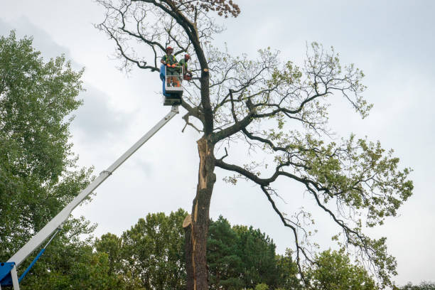 Best Arborist Consultation Services  in Menasha, WI