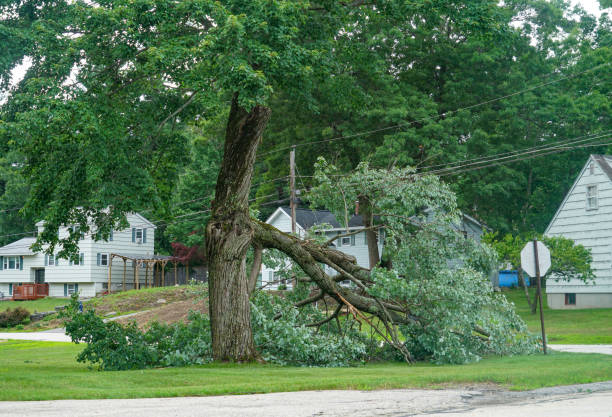 Why Choose Our Tree Removal Services in Menasha, WI?